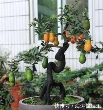 老桩|聪明人喜欢“2绿植”,养人还旺财,枝条变老后,就成“镇家宝”