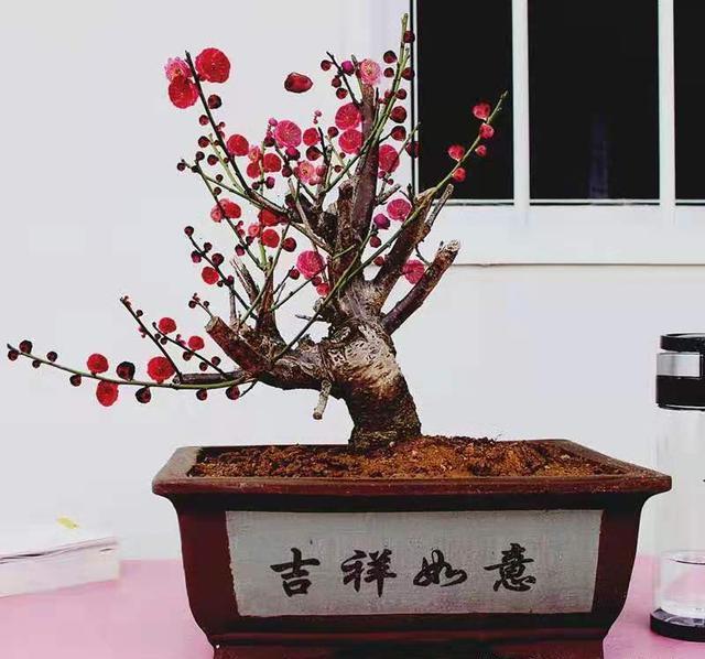 盆景中的优选，家中摆上两盆，高端大气上档次