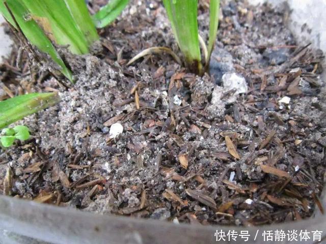 开春别换盆了,这7种东西撒土里,花吃了新叶子呼呼冒!