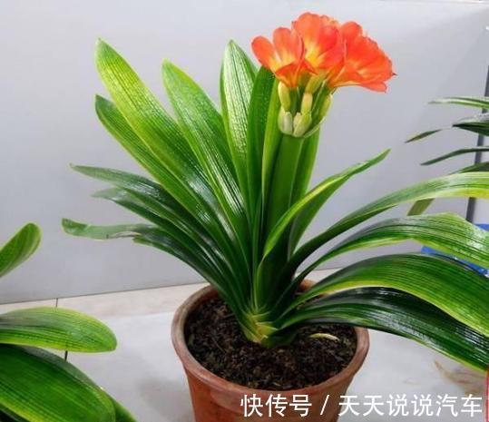 养君子兰，只需一个小方法，叶片肥厚，花苞开完一茬又一茬