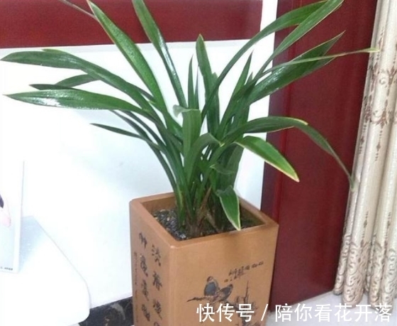 兰花叶子卷曲发黄不要怕,这样一招解决,叶片油绿,窜箭多