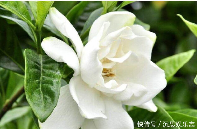茉莉花|养栀子花、茉莉花这点最关键,不黄叶掉叶,开花多又香,爆满盆!