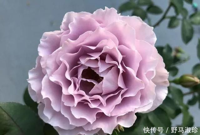 此花浑身都是宝,在养生方面有很高的营养价值,快去阳台种两盆