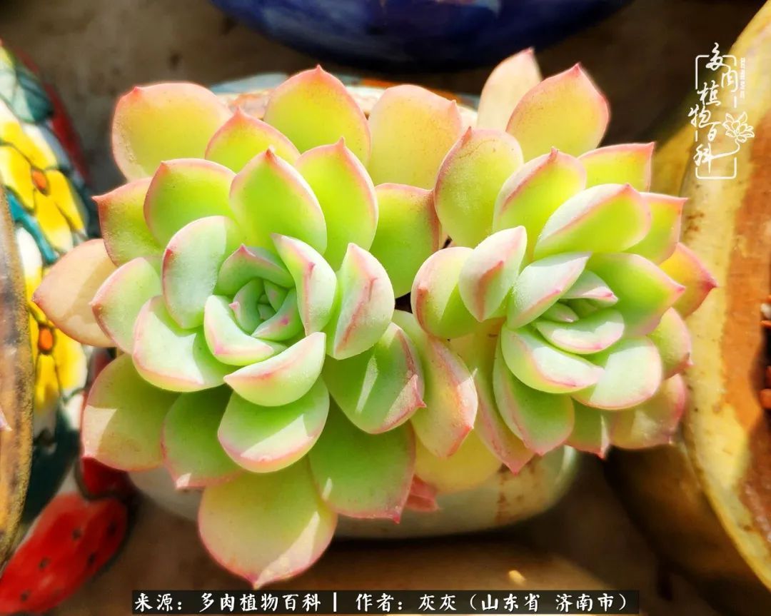 多肉植物|养多肉四年,铁打的盆盆流水的肉,无需多问,问就是喜欢!