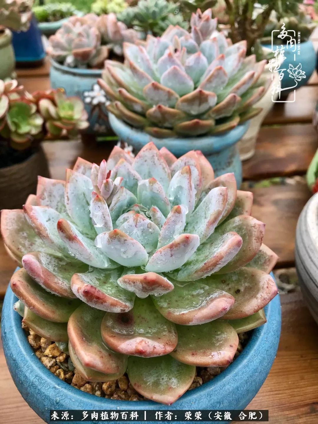 金秋时节,变化带来的惊喜不正是养肉的乐趣所在么!