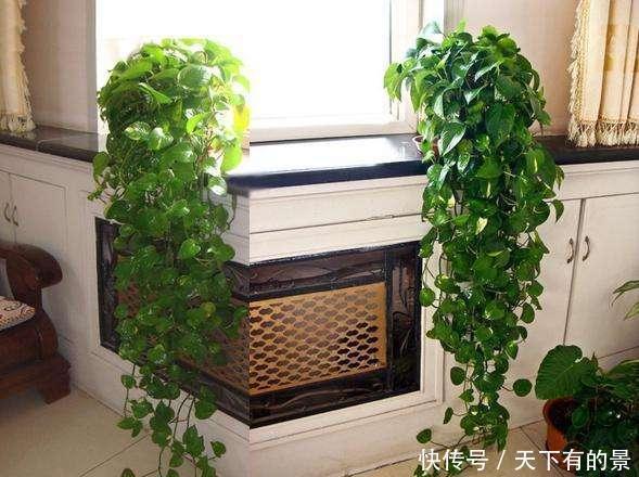 三脚架|自制绿萝三脚架,6步就完成,绿萝分分钟长成绿瀑布