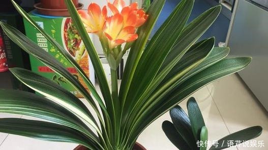 土壤结块|果皮酵素、啤酒水,1周“松土”1次,比啥肥都强