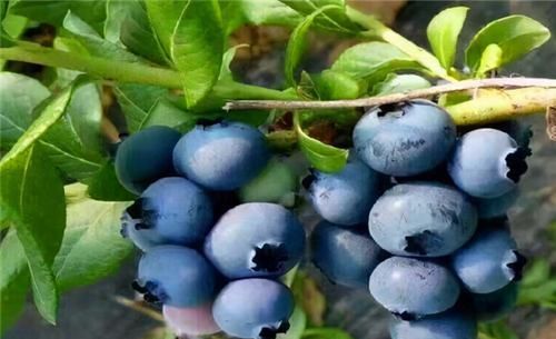  排毒|聪明的人最爱吃3种食物，排毒养颜、美白护肤，好吃又不贵！