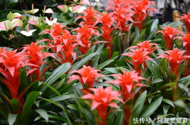 “一次性的”4种花,开完别再浪费时间精力养,不划算