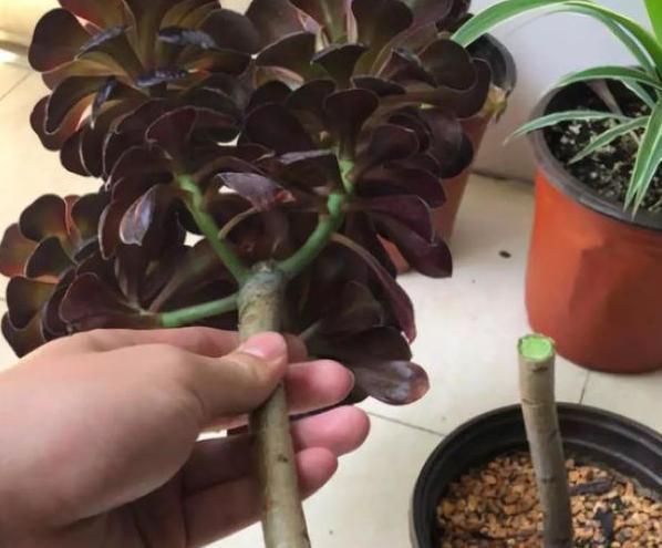 给''砍头''多肉摘老叶，调整这3方面供给，侧芽个个长成小莲花