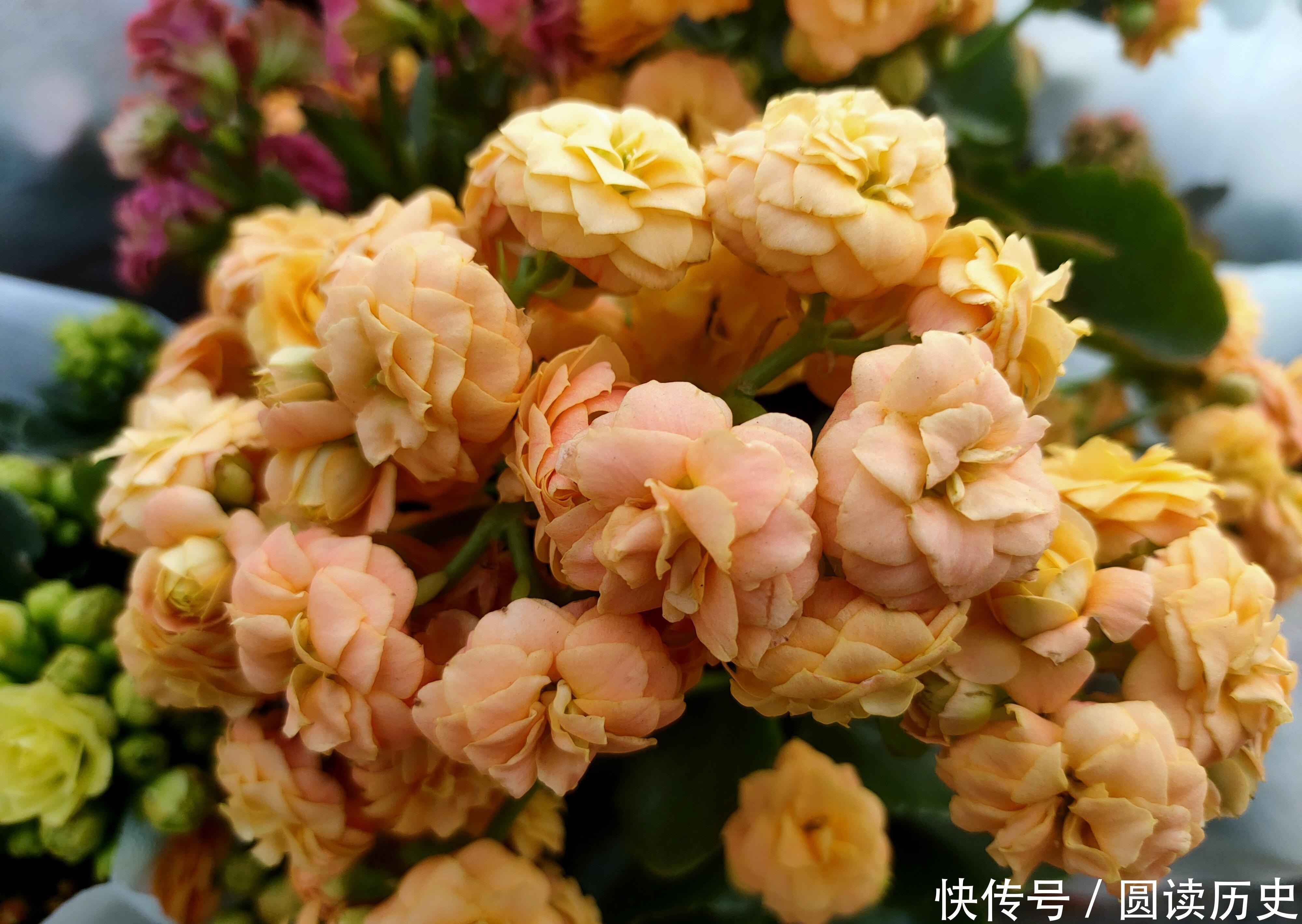 4种生命力顽强的植物,“见”土就活,给点阳光,植株旺盛开花多