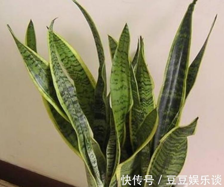 种花|3种花养卧室,促进睡眠质量,植株漂亮上档次,一觉睡到自然醒