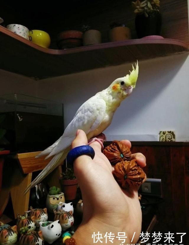 幸福|小小的幸福,多肉露养到秋天的收获