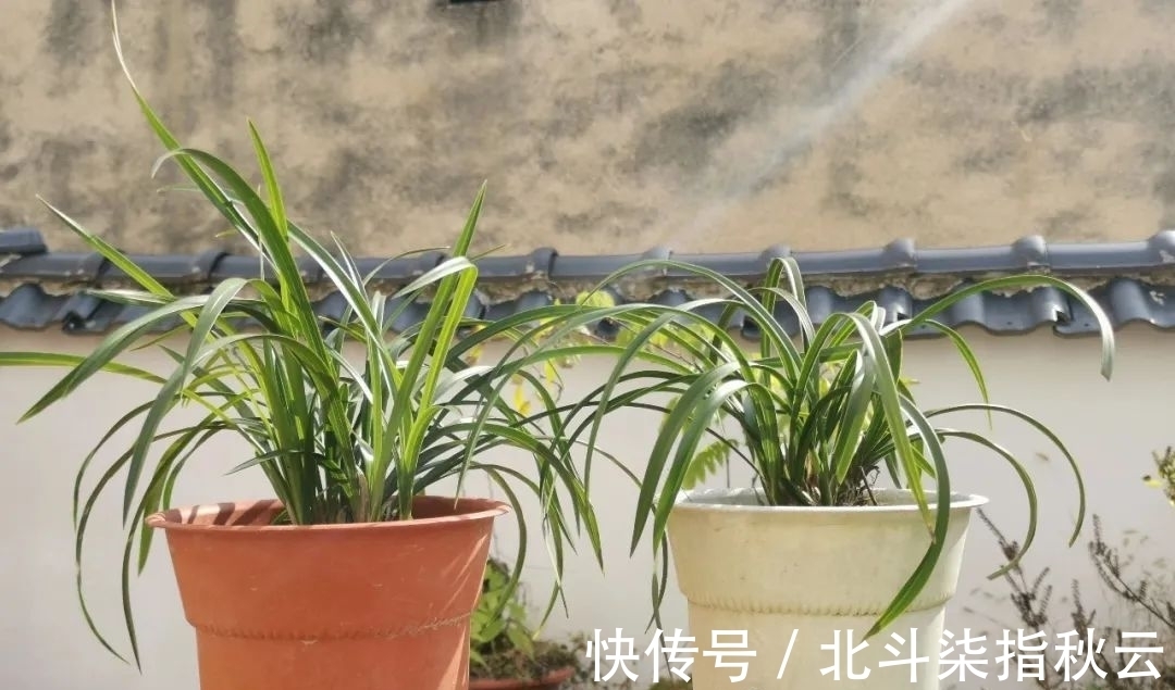 兰花要挤着长,所以不要使用大花盆?别再被误导了