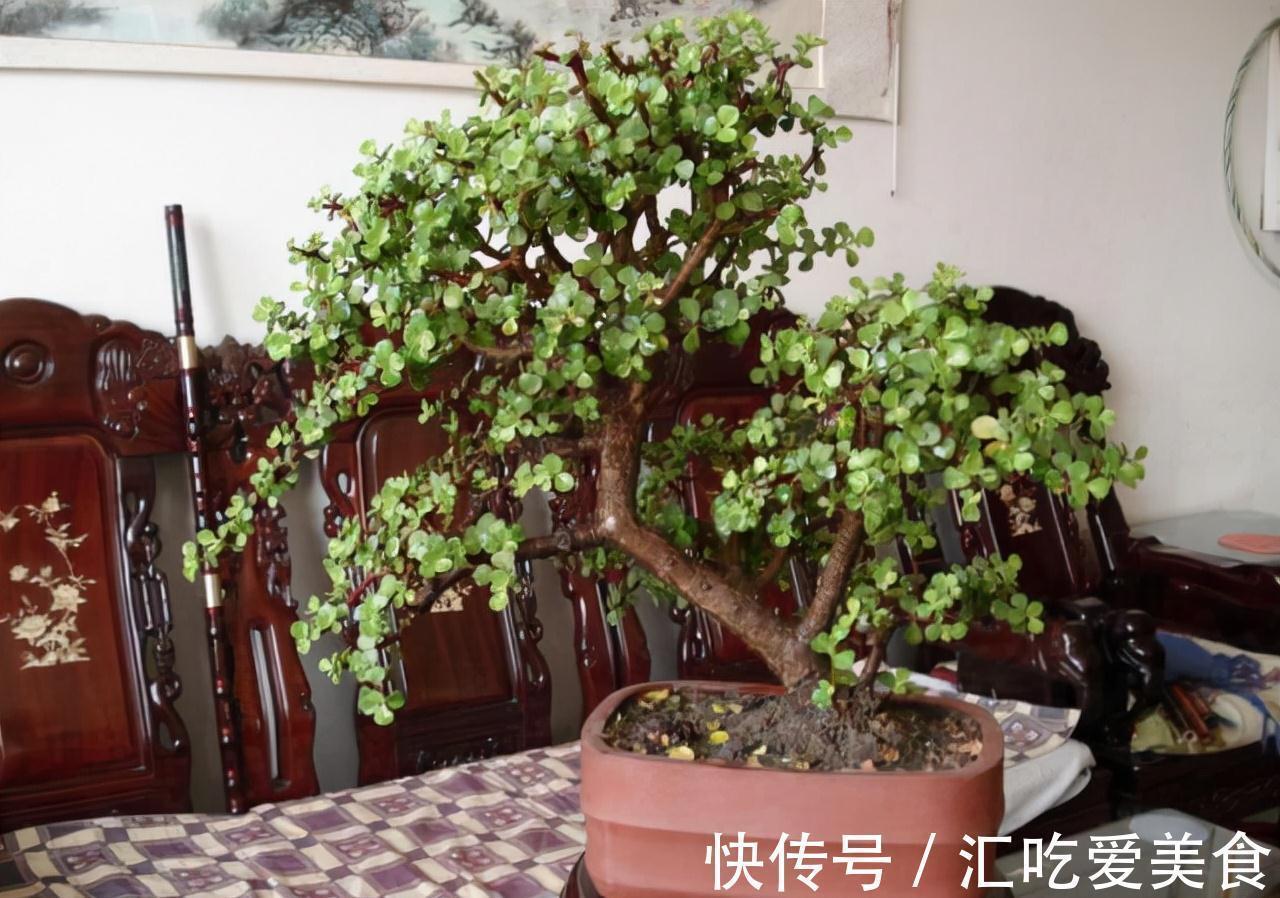 嫩叶|养好金枝玉叶,无非掌握5要点,做到位了,枝干粗壮嫩叶窜