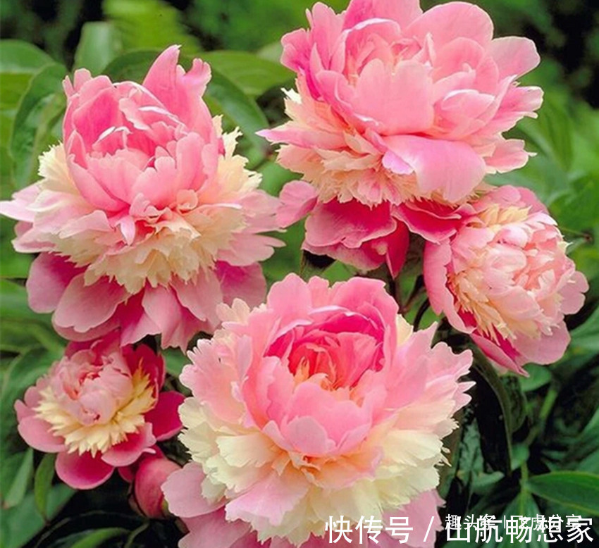 好养又漂亮的四种花,20元钱买三盆,比牡丹好看,味香又养眼