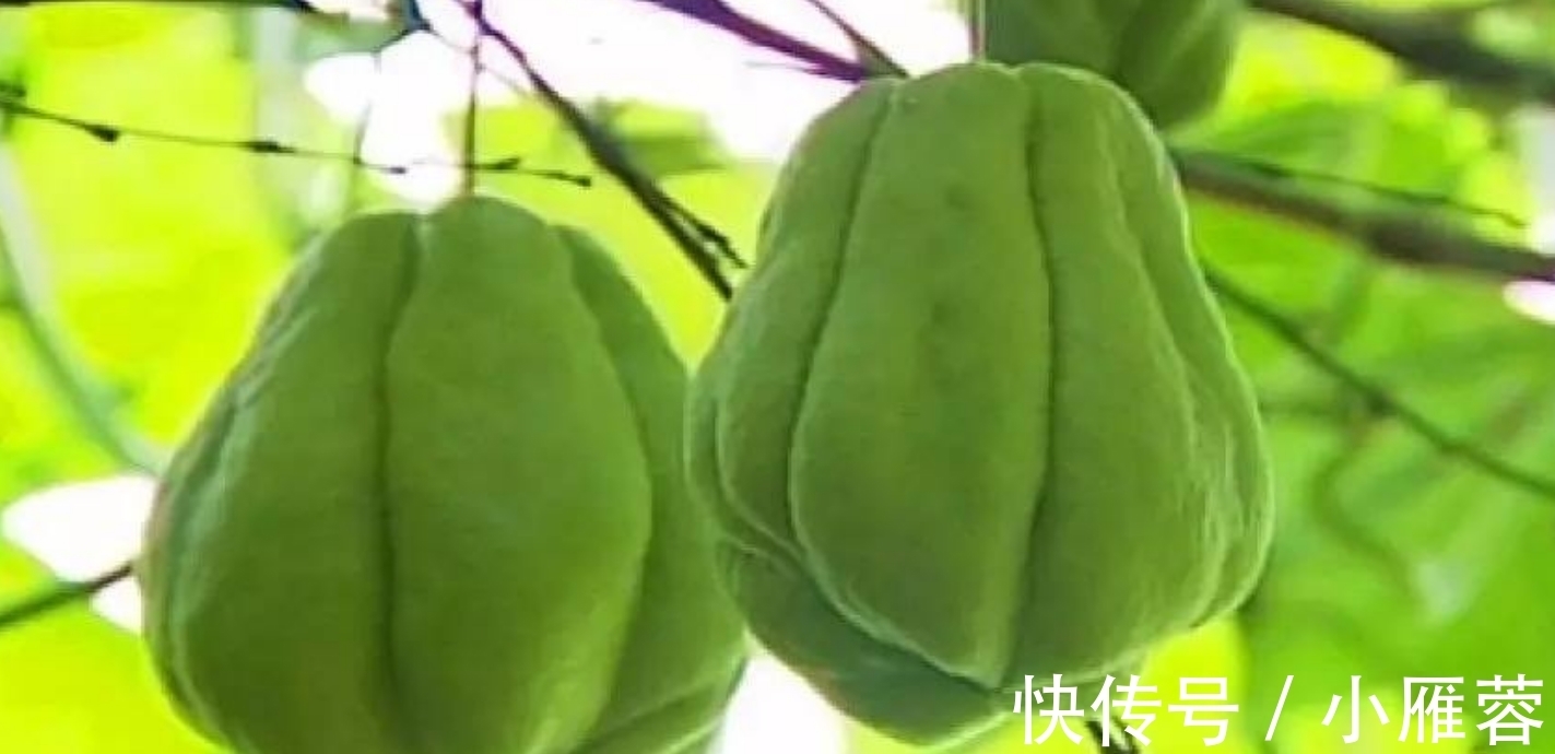 翻炒均匀|佛手瓜5种最好吃的做法，简单美味又下饭，看看你喜欢吃不？