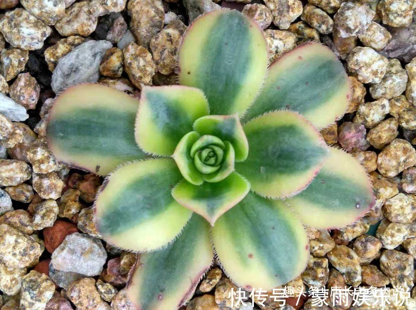 度夏|多肉星爆法师一年四季颜值在线,夏天不用操心也能轻松度夏