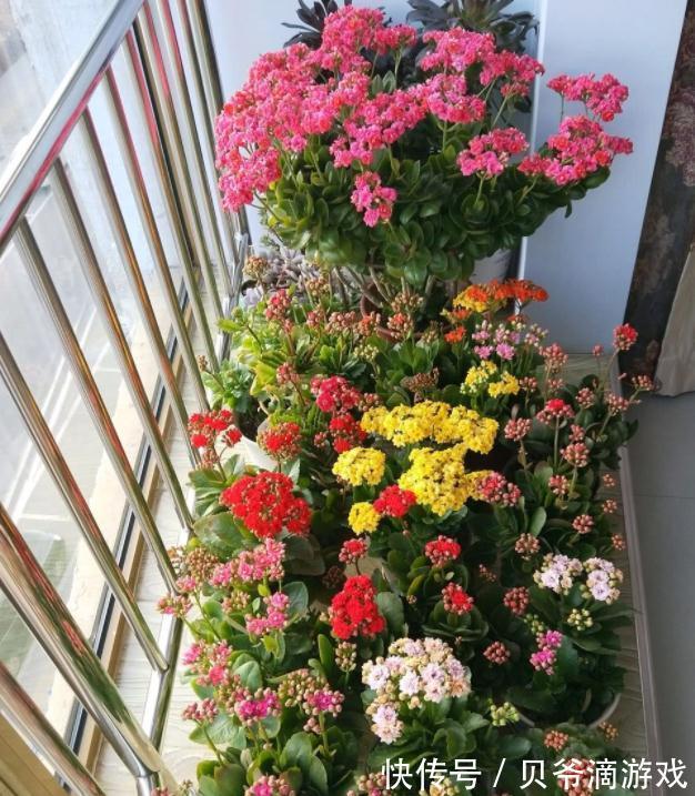 适合客厅养的“6种花”，一个比一个好养，一个比一个好看