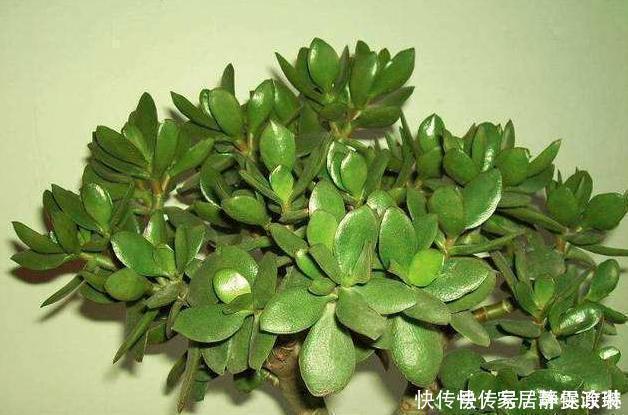 这些花卉很常见,养好了很好看,青葱翠绿,枝繁叶茂