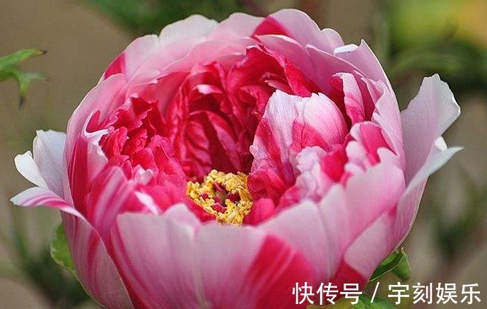 它是“花中之王”,国色花香,花美震慑四方,比月季、玫瑰都强