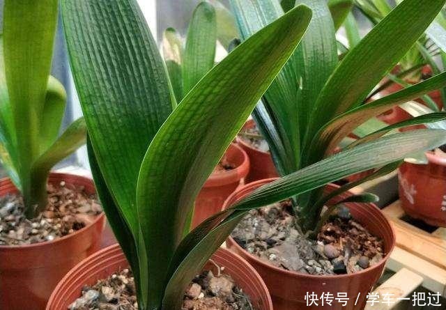 君子兰不见长，是僵苗还是养护不当教你“4招”，快速恢复活力！