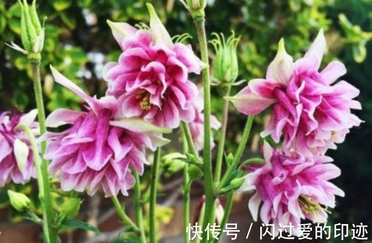 此款植物,一年多次开花,花期超半年,花多易爆盆,优雅多态