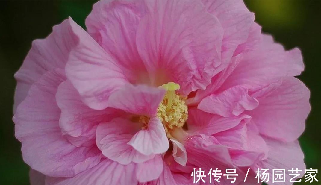 丽格海棠|哇塞,4种盆栽花太好养了吧,简单养护开花300天