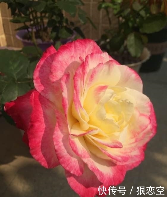 花色|最香的月季花,四季开花,花朵极大,花色艳丽,比香水还香