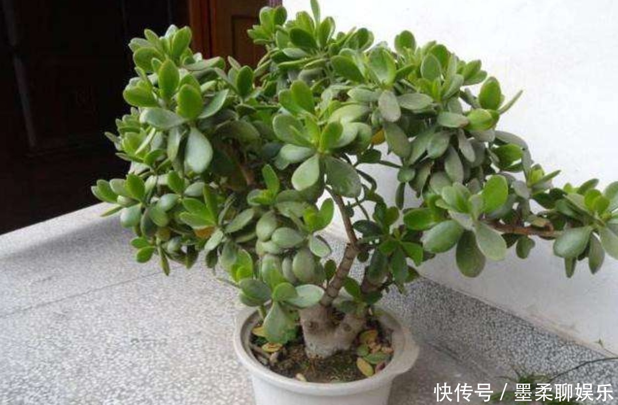 老人说3种”丑“但”镇宅“的盆栽,迎财又挡煞,福气不请自来