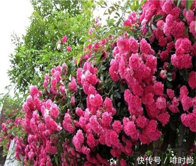 建议大家:不管有钱没钱,家里种上这6种盆栽,净化空气又养人