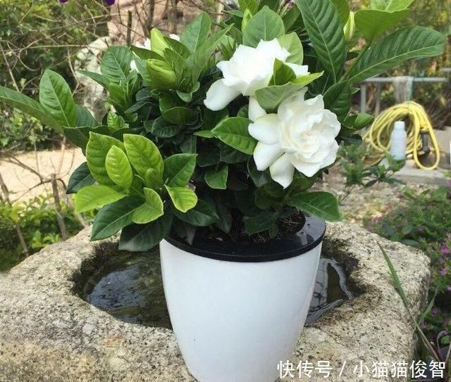 5种花盆养花,怪不得都死了,全是样子货