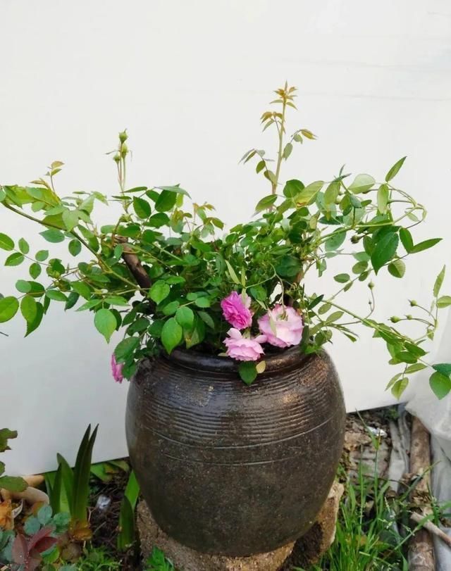 我型我秀|腌咸菜的坛子钻个孔，养花变成巨无霸，特美