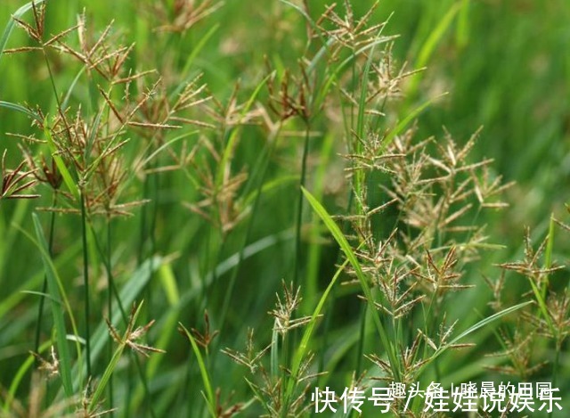 泡水|它专攻妇科炎症,又叫“回头草”,常用来泡水喝,子宫越来越健康