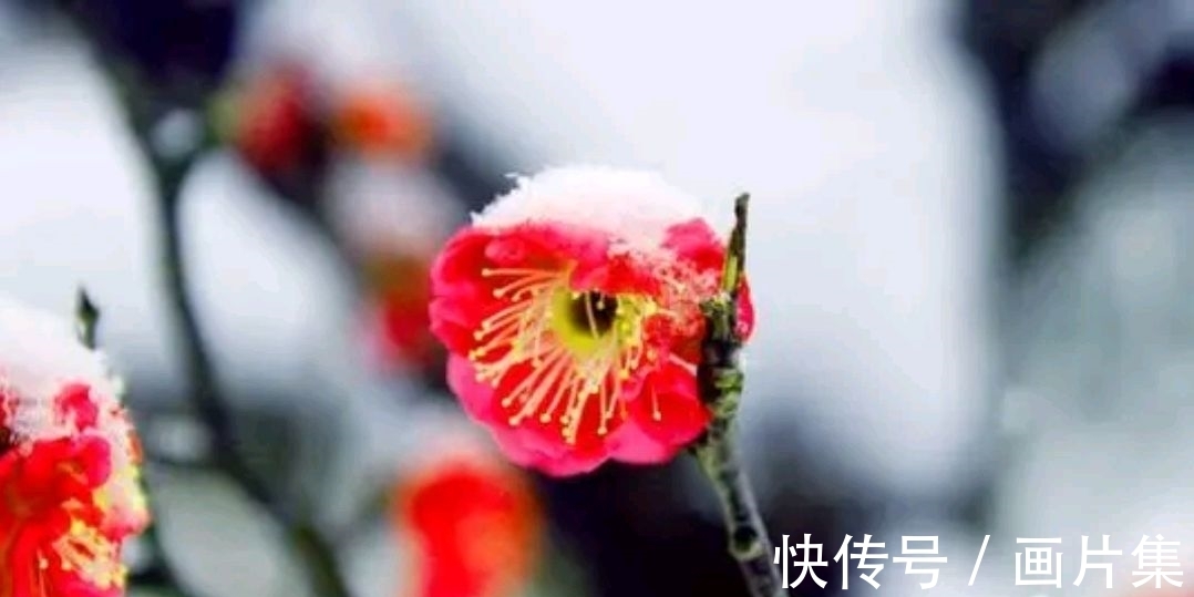 绝色#七言上联:邂逅一枝雪初霁,邀对下联,并上期优秀对联选登