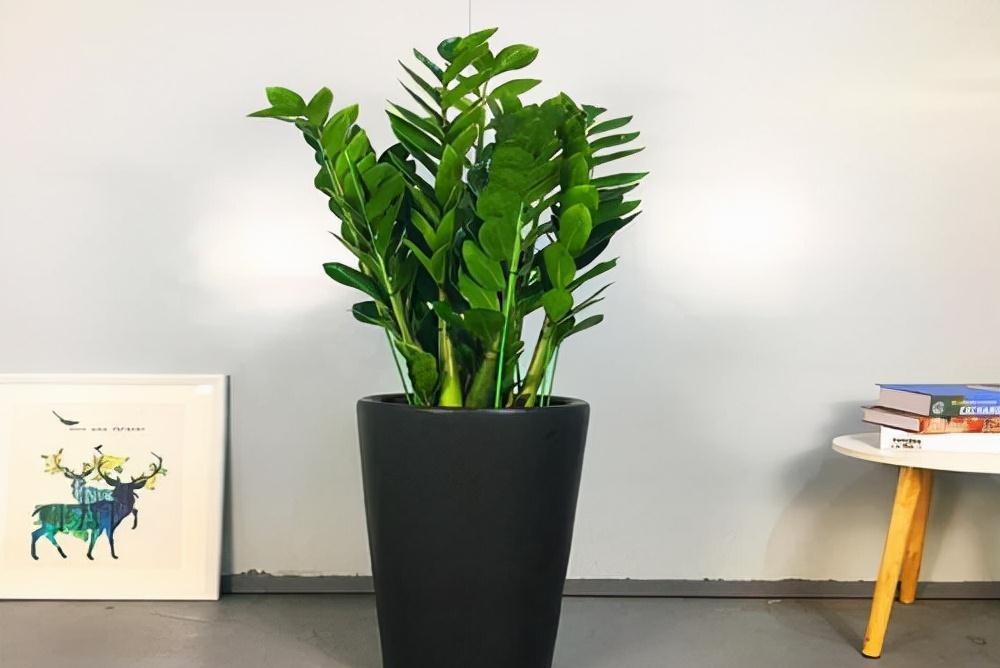 10大吉祥花，客厅有空地一定要养一盆，高档又好养，旺财又旺家