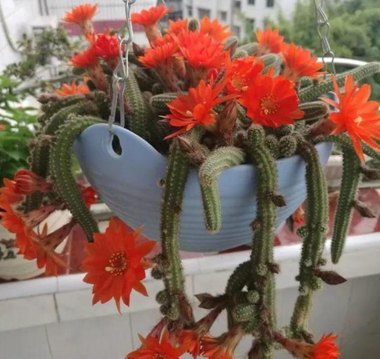 4种花自带财运,家里养一盆,30天不浇水照样生长,一年开花不断