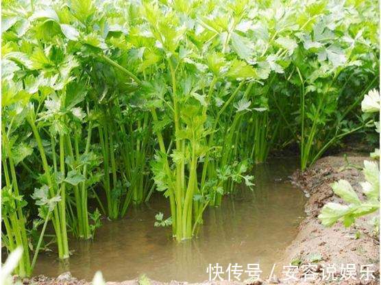 心烦|立秋后,心烦睡眠质量差,莫慌!常食此野菜,镇静安神,越睡越香