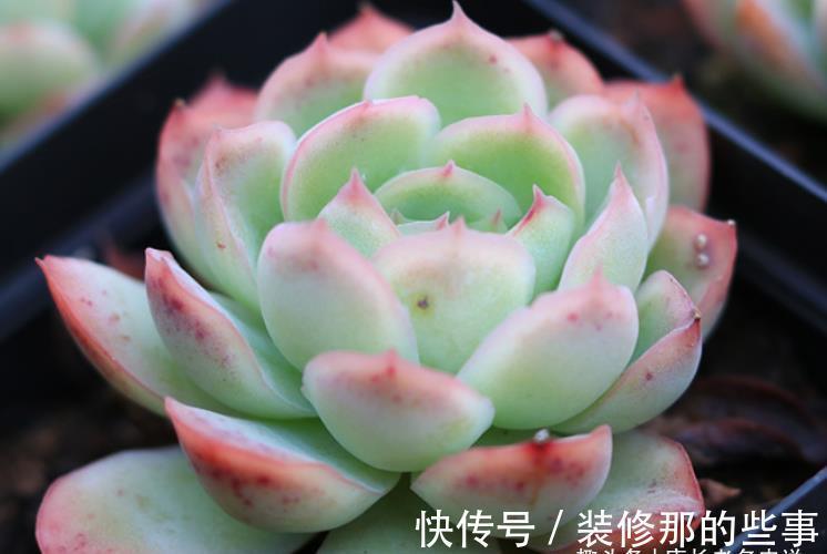 冰梅|月影系多肉之冰雪女王——平常颜色有点白，出状态时却黄中带红