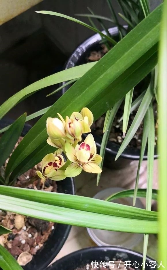 阳台就养这些花,花香味浓,久聚不散,香味飘满屋!