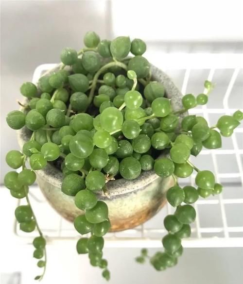 多肉“佛珠”这样养，圆鼓鼓很可爱，几个月挤满花盆