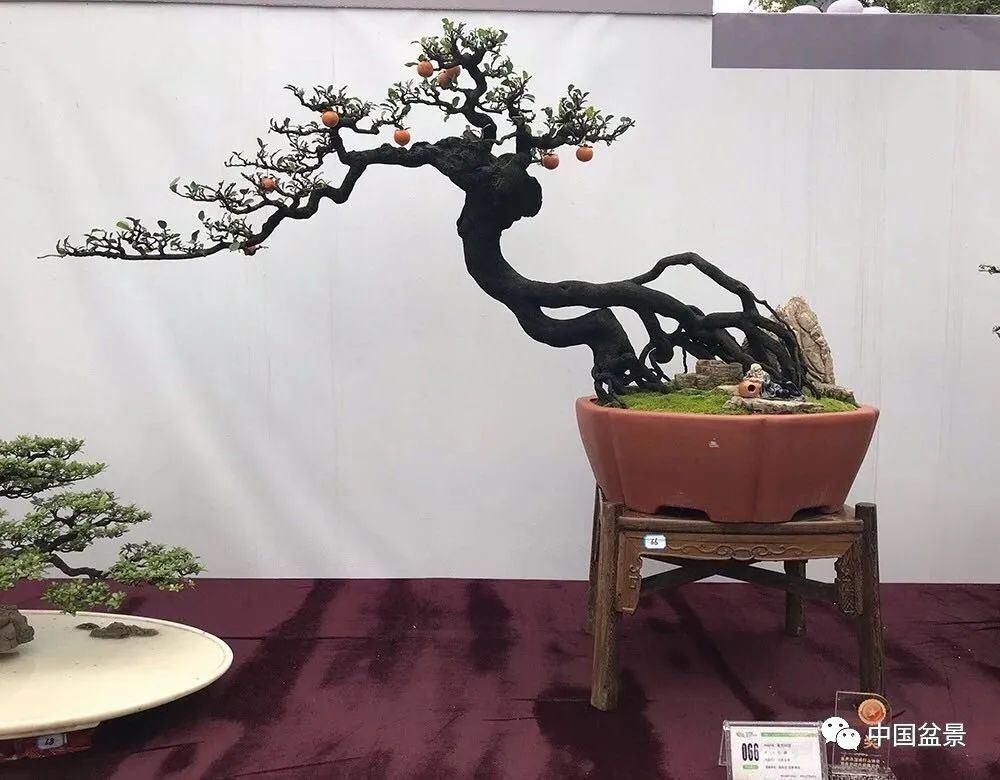 爱好者|这两种盆景能当传家宝,被爱好者当“心头肉”