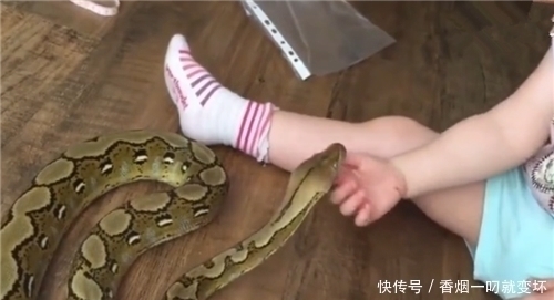 悲剧|6岁女孩养两条蟒蛇当宠物,每日同吃同睡,不久之后悲剧了