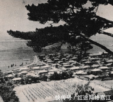 花尾榛鸡|老照片70年代的长白山下 美丽而富饶