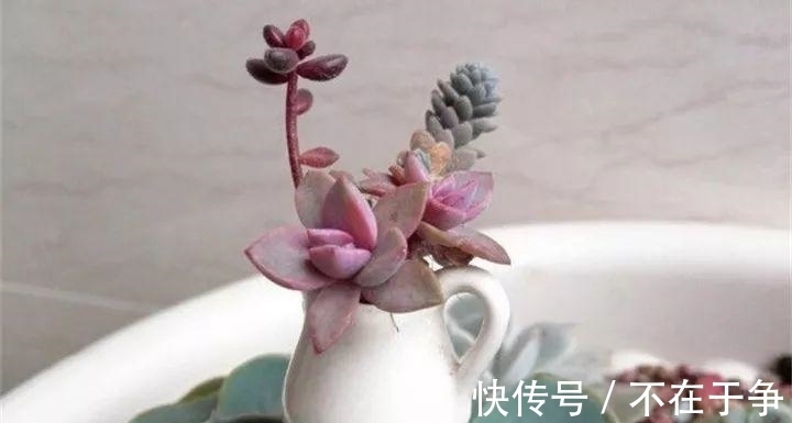 白美人|“拇指大”的花盆,被她塞了几十棵多肉,养一年都不是事!