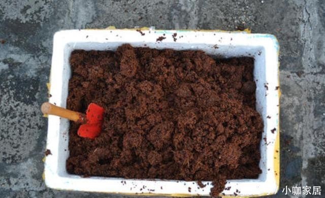  东西|都说椰糠养花好，要真正明白它的“利弊”，才能变成养花的好东西