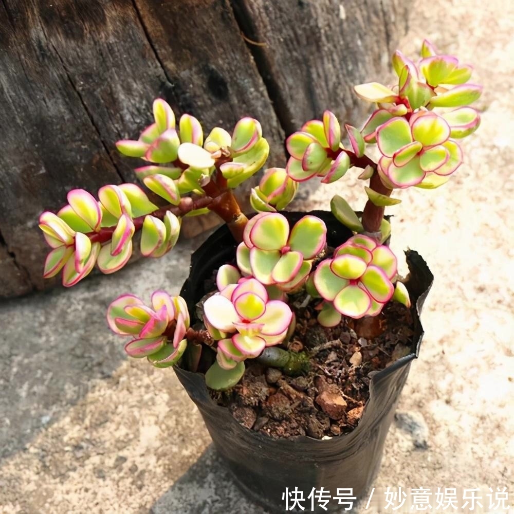 漂亮|不要再花很多钱买盆景了,这3种花,养得好就是最漂亮的盆景