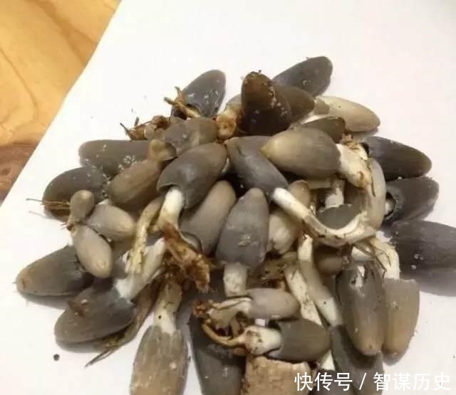 农村|废弃草窝里长出来的美味，这美食农村经常吃！想知道是什么味吗？