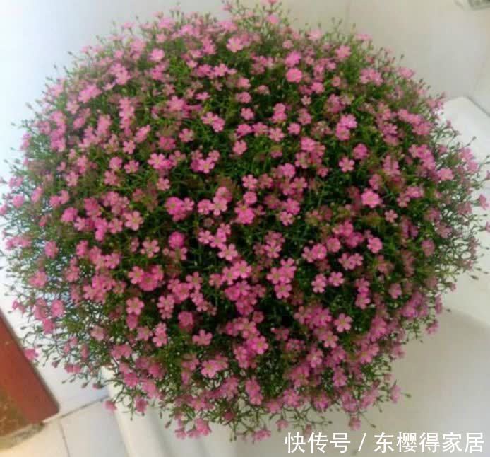 养花就养个花期长的，人养花，花也养人，空气清香去异味