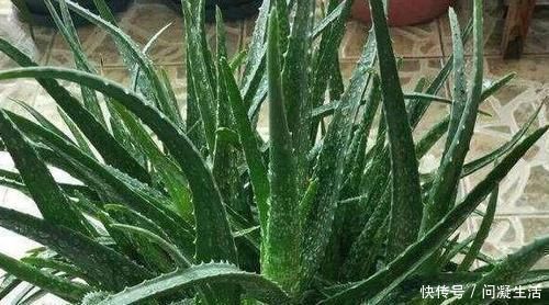 净化|卧室长期放盆栽,失眠的人就选2种,好看又好养,净化效果好